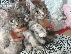 PoulaTo: Εξωτικά γατάκια Maine Coon Kittens..........