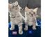 PoulaTo: Pedigree Scottish Fold Kittens