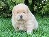 PoulaTo: Chow Chow Puppies