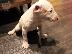 PoulaTo: Bull Terrier puppies
