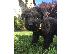 PoulaTo: Giant Schnauzer Puppies