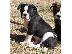 PoulaTo: Bull Terrier Male and Female Tricolor