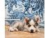 PoulaTo: Siberian Husky Puppies