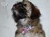 PoulaTo: Κουτάβι Havanese bichon