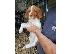 PoulaTo: Brittany Spaniel Puppies