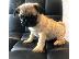 PoulaTo: Pug Puppies Available