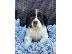 PoulaTo: Cocker Spaniel Puppies Available for sale
