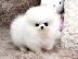 PoulaTo: pomeranian spitz white