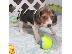 PoulaTo: Beagle puppies