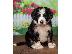 PoulaTo: Bernedoodle puppies