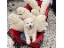 PoulaTo: Πωλείται KC Registered Samoyed