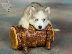 PoulaTo: Siberian Husky Puppies