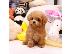 PoulaTo: Διαθέσιμα κουτάβια Maltipoo