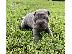 PoulaTo: Shar Pei Puppies