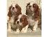 PoulaTo: Cavalier King Charles Spaniel