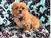 PoulaTo: Pekepoo Puppies