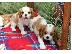 PoulaTo: Πωλείται Cavalier King Charles Spaniel