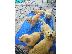 PoulaTo: Κουτάβι English Golden Retrievers προς πώληση