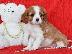 PoulaTo: English Bulldog puppies looking for new home