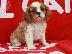 PoulaTo: Cavalier King Puppies