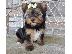 PoulaTo: Κουτάβια Jack Russel Terrier