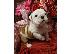 PoulaTo: English Bulldog Puppies