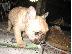 PoulaTo: French Bulldog