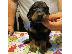 PoulaTo: Gordon Setter Puppies