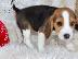 PoulaTo: Όμορφα κουτάβια Beagle για καλό σπίτι