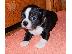 PoulaTo: Boston Terrier Puppies