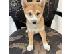 PoulaTo: Κουτάβι Shiba Inu προς πώληση