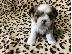 PoulaTo: Shorkie