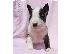 PoulaTo: Κουτάβια Mini Bull Terrier
