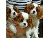 PoulaTo: Πωλούνται κουτάβια Cavalier King Charles Spaniel