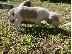 PoulaTo: American Foxhound Puppies
