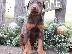 PoulaTo: Doberman Puppies