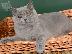 PoulaTo: British Shorthair γατάκια για καλά σπίτια