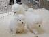 PoulaTo: Ωραία κουτάβια Samoyed