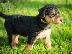 PoulaTo: Airedale Terrier Puppies