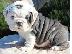 PoulaTo: englishbull κουτάβια για € 300