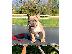 PoulaTo: French Bulldog Puppies