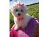 PoulaTo: Maltese Puppies