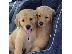 PoulaTo: Πωλούνται κουτάβια Golden Retriever