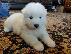 PoulaTo: Samoyed Puppies