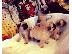 PoulaTo: pugs for puppies for adoption