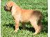 PoulaTo: Cane Corso