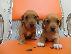 PoulaTo: Dachshund