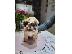 PoulaTo: Havanese Bichon