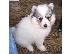 PoulaTo: Spitz Puppies