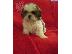 PoulaTo: SHIH TZU PUPPIES